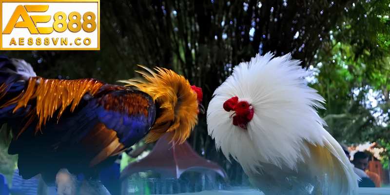 Cách nhận biết gà đá hay qua chân và vảy