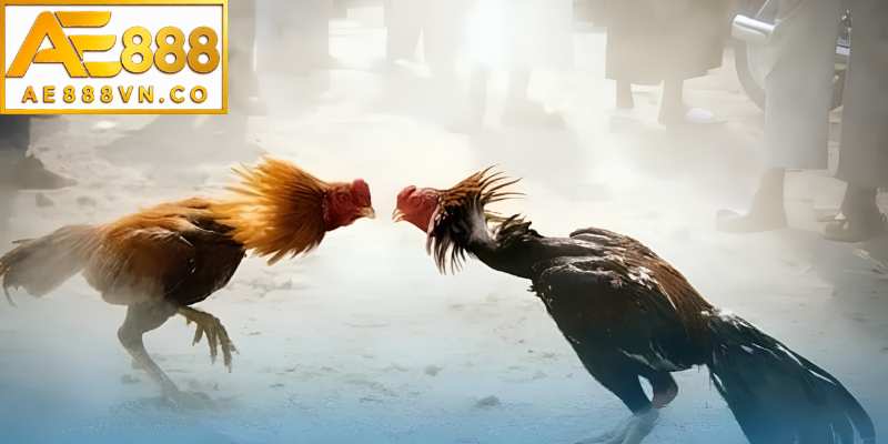 Cách nhận biết gà đá hay qua lối đá và phản xạ