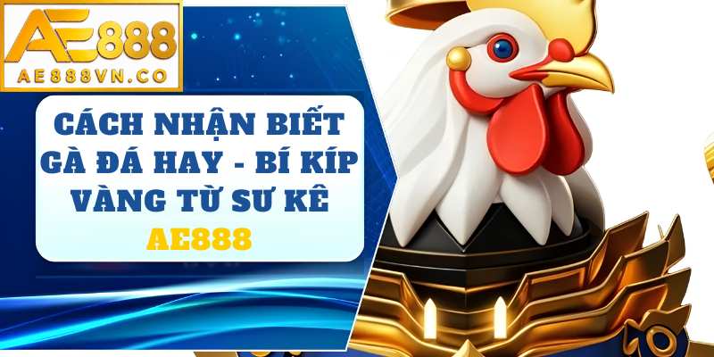 Cách Nhận Biết Gà Đá Hay AE888 – Kinh Nghiệm Chọn Linh Kê Chuẩn