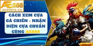 Cách Xem Cựa Gà Chiến AE888 – Bí Quyết Nhận Diện Linh Kê Đá Hay