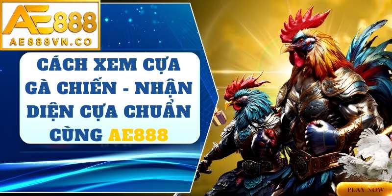 Cách Xem Cựa Gà Chiến AE888 – Bí Quyết Nhận Diện Linh Kê Đá Hay
