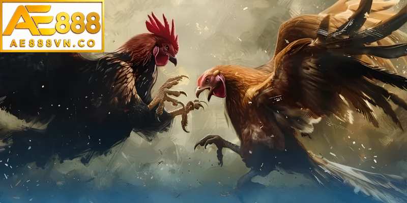 Mẹo xem chân gà qua livestream trực tiếp