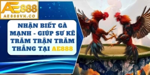 Nhận Biết Gà Mạnh AE888 – Bí Quyết Chọn Chiến Kê Đá Hay