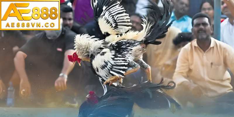 Nhận biết gà mạnh qua kỹ năng và phản xạ