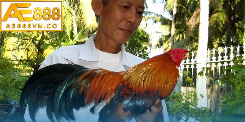 Những tiêu chuẩn cơ bản cần biết khi nhận biết gà mạnh