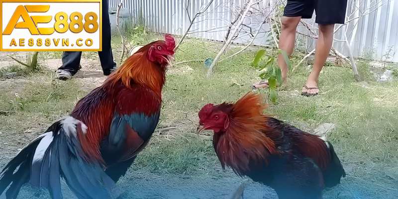 Tiêu chuẩn về ngoại hình trong nhận biết gà mạnh